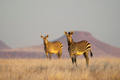 zebra